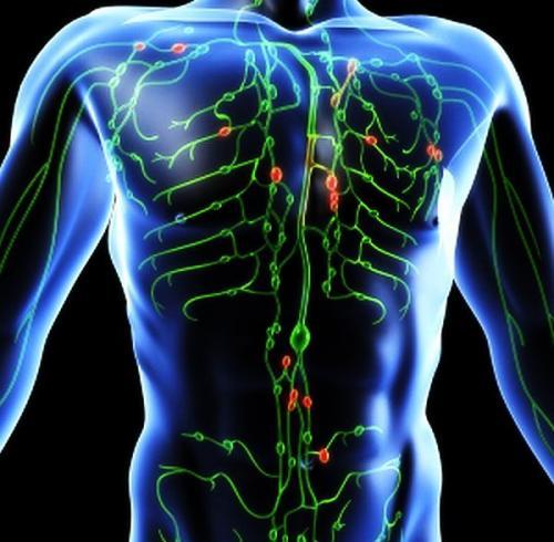 Həkimlərin diqqət yetirmədiyi limfa sistemi –  İnsanı xərçəngə aparan yol pis işləyən limfalardan başlayır