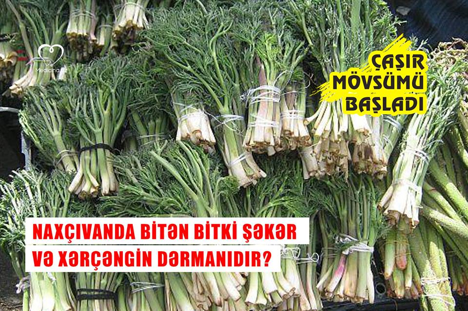 Yüz dərdə dərman Çaşır mövsümü başladı –  Naxçıvanda bitən bitki  şəkər və xərçəngin dərmanıdır?