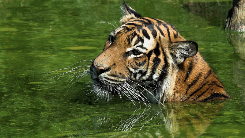 Nyu York zooparkındakı pələngdə koronavirus aşkarlanıb 