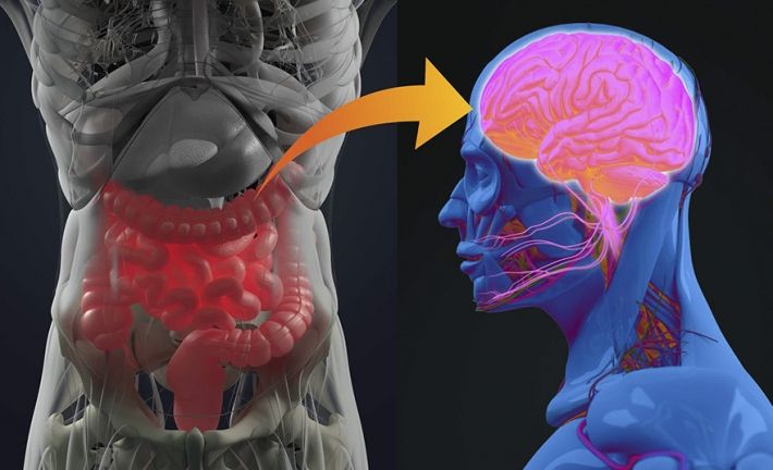 Həzm sistemi yaxşı işləməyənlərin   beyini qocalır