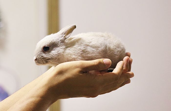 Xərçəngin dərmanı dovşanda tapıldı 