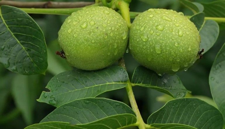 Ürək üçün ən faydalı qida –  Çiy halda yeyin!