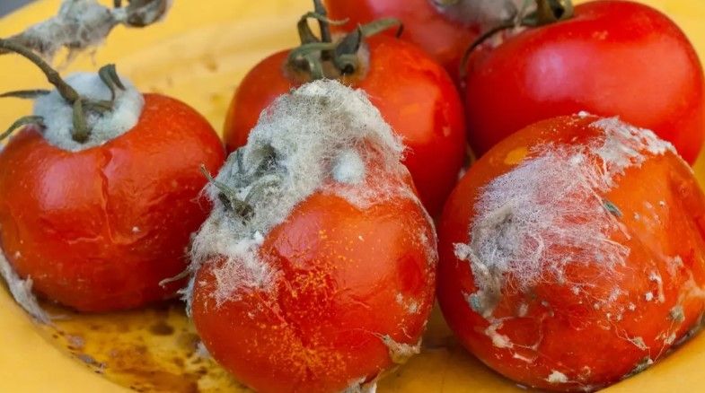 Çürük pomidorlar ağ saçları yox edirmiş –  İlginc üsul