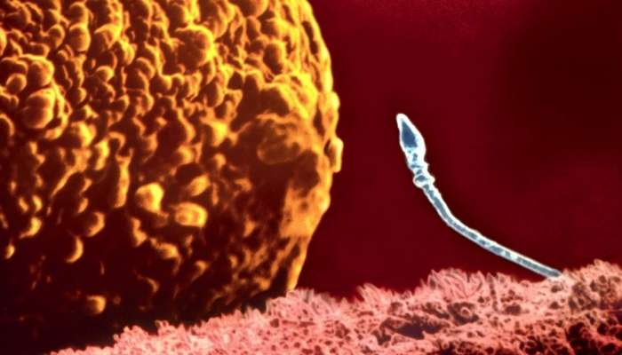  Kişilərdə sperm keyfiyyətini artıran    super dieta