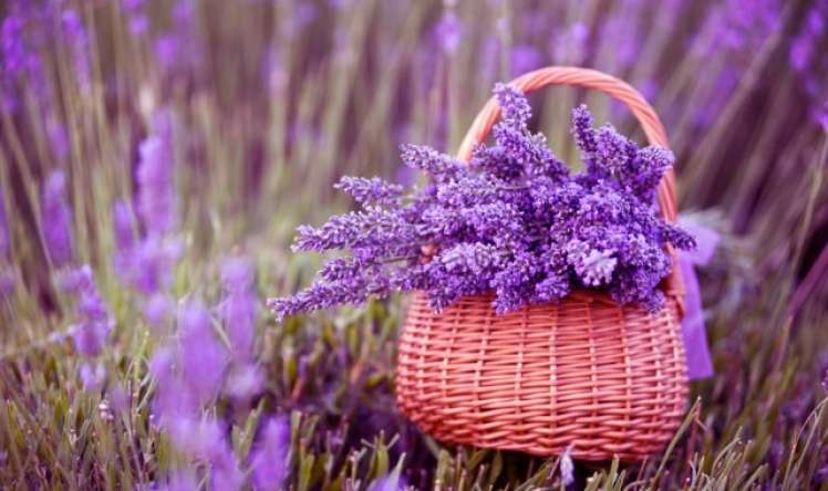 gözəl ətri ilə yanaşı dərdlərə dərmandır - Vannasını qəbul edin... Lavanda: 