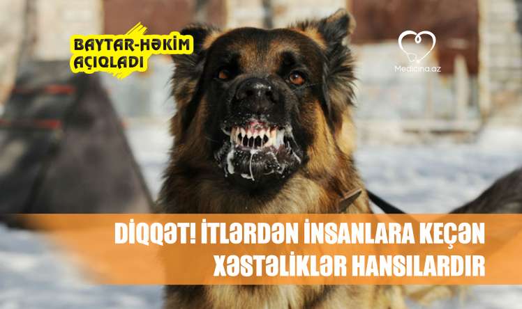 itlərdən insanlara keçən xəstəliklər hansılardır? - BAYTAR HƏKİM AÇIQLADI DİQQƏT: 