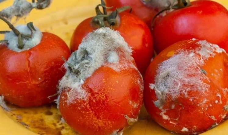 Çürük pomidorlar ağ saçları yox edirmiş –  İlginc üsul