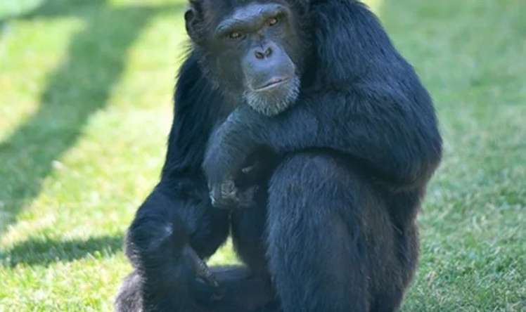 Şimpanzelər təbii antibiotiklərdən istifadə edirlərmiş –  Oksford alimləri üzə çıxardılar