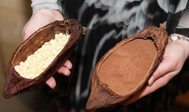 “Kakao yağı sağlamlıq üçün əvəzsizdir, çünki...” –  Professor izah etdi